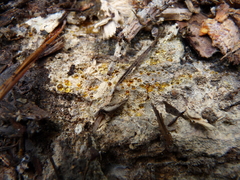 Phlebiodontia subochracea