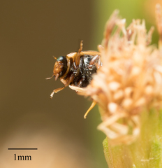 Hyperaspis annexa