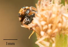Hyperaspis annexa