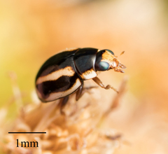 Hyperaspis annexa