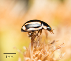 Hyperaspis annexa