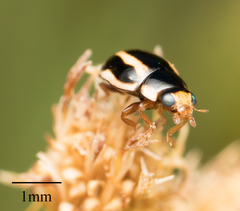Hyperaspis annexa