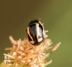 Hyperaspis annexa