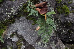 Asplenium wilfordii