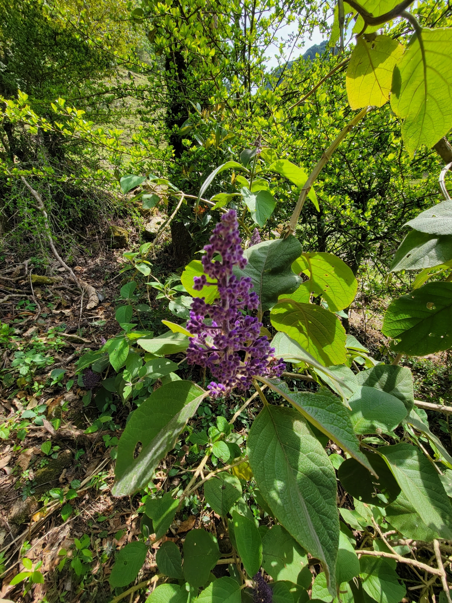 Foto de Cornutia pyramidata L.