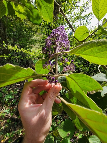 Image of Cornutia pyramidata by (c) Jake Rehage, some rights reserved (CC BY)