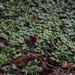 Conocephalum japonicum - Photo (c) harum.koh, algunos derechos reservados (CC BY-SA), subido por harum.koh