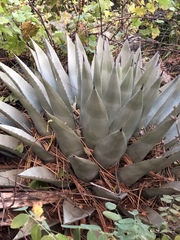 Agave parryi