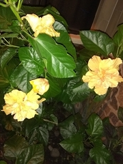 Hibiscus rosa-sinensis