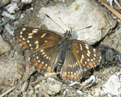 Chlosyne cyneas