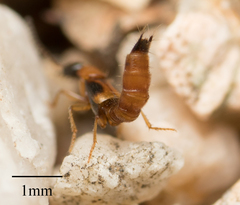 Neobisnius terminalis