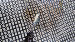 Rhadinocentrus ornatus