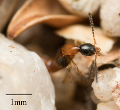 Neobisnius terminalis