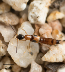 Neobisnius terminalis