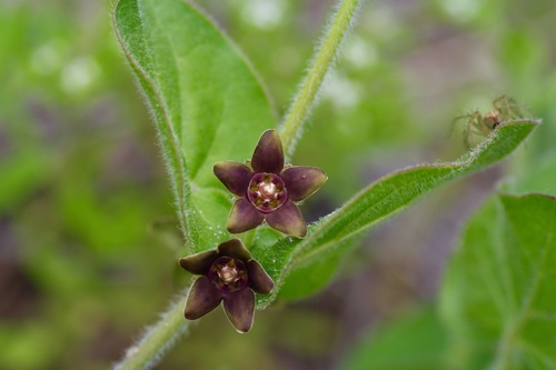 Image of Matelea cynanchoides by (c) Michelle W. （鍾偉瑋）, some rights reserved (CC BY)