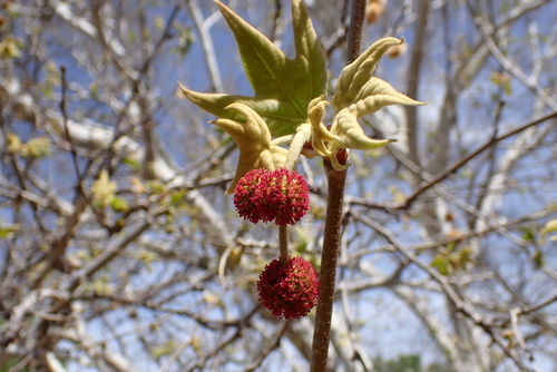 California Sycamore