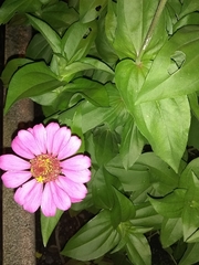 Zinnia elegans