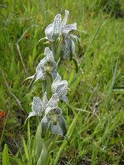 Chloraea magellanica