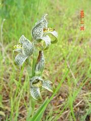 Chloraea magellanica, photograph (c) Cesar Ormazabal, some rights reserved (CC BY)