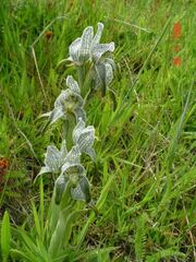 Chloraea magellanica, photograph (c) Cesar Ormazabal, some rights reserved (CC BY)