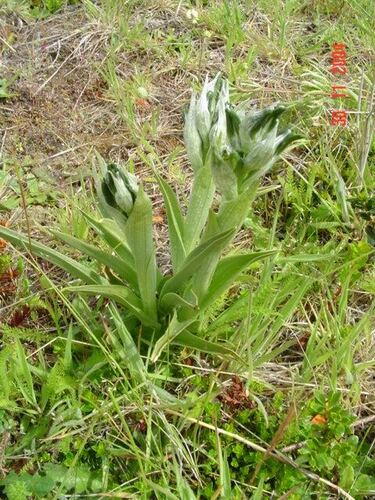 Chloraea magellanica, photograph 4