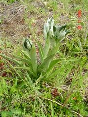 Chloraea magellanica, photograph (c) Cesar Ormazabal, some rights reserved (CC BY)