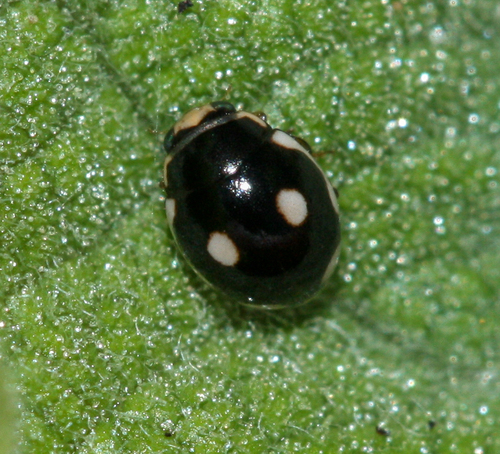 Hyperaspis bensonica
