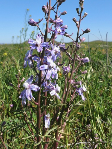 Image of Delphinium recurvatum by (c) paulexcoff, some rights reserved (CC BY-SA)