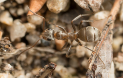 Formica francoeuri