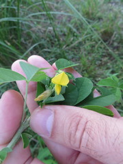 Crotalaria incana