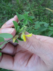 Crotalaria incana