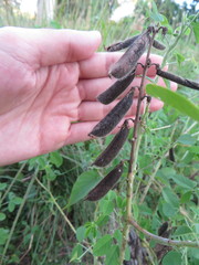 Crotalaria incana