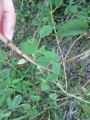 Crotalaria incana