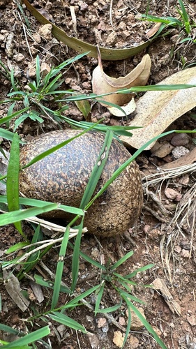 Pisolithus observed 2023-04-22