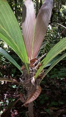 Dypsis mocquerysiana