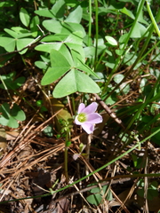 Oxalis intermedia
