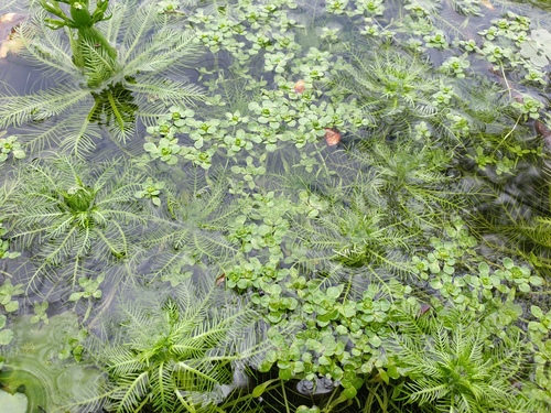 Twoheaded water-starwort (Callitriche heterophylla)
