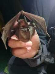 Myotis velifer