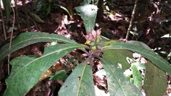 Psychotria simianensis
