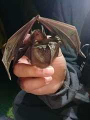 Myotis velifer