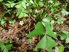 Oxalis intermedia
