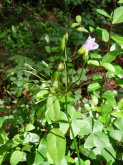 Oxalis intermedia