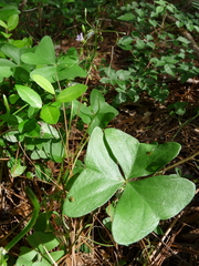 Oxalis intermedia