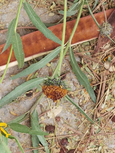 Alkali Sunflower