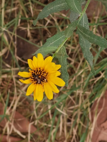 Helianthus laciniatus