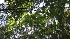 Clusiaceae