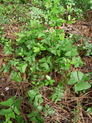Oxalis intermedia