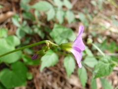 Oxalis intermedia