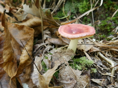 Russula subemetica