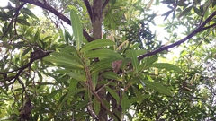 Clusiaceae